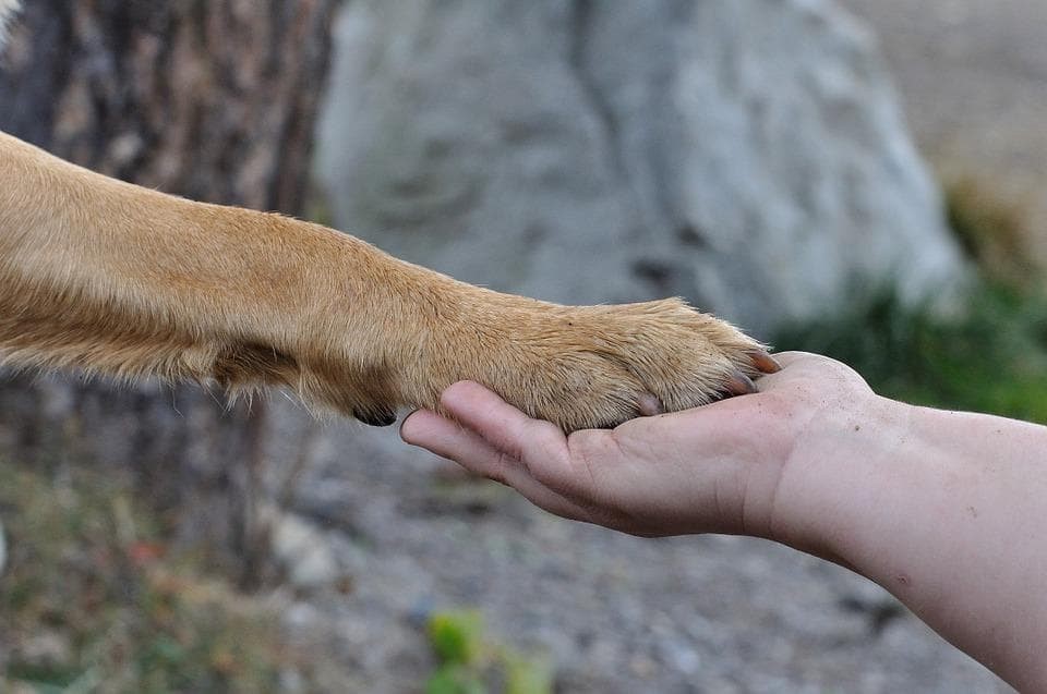 Taller de Intervención Asistida con Animales