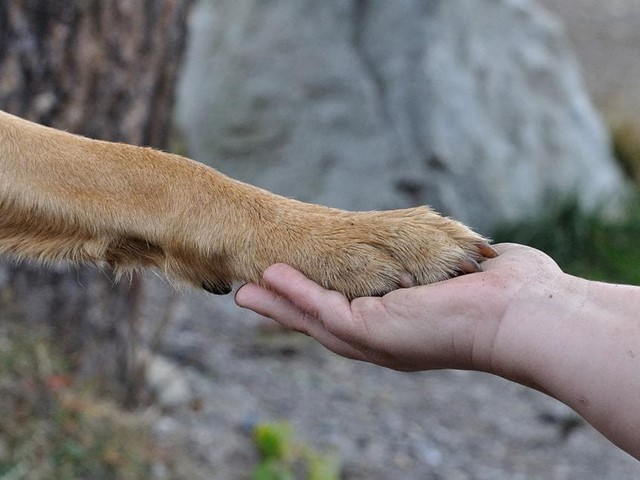 Taller de Intervención Asistida con Animales